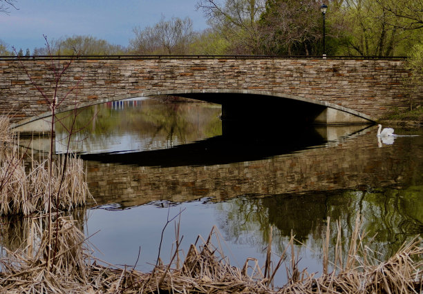 色彩斑斓的春天倒影在沼泽和拱形石桥和雄伟的白色疣鼻天鹅图片下载
