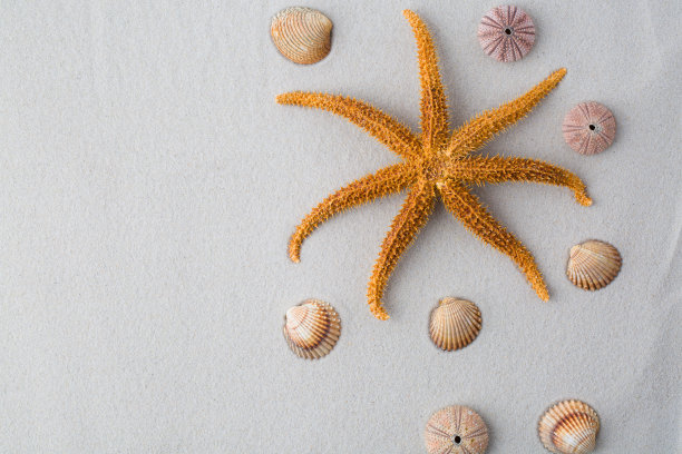 夏天的背景。贝壳紧贴沙滩图片下载