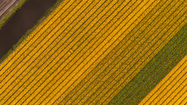 荷兰阿姆斯特丹郁金香和花田的航拍照片图片下载