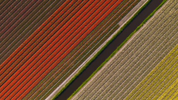 荷兰阿姆斯特丹郁金香和花田的航拍照片图片下载
