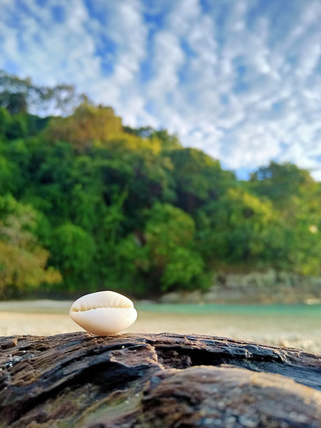 海螺壳图片下载