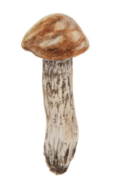 野生蘑菇水彩手绘植物写实插画。在白色背景上分离的森林菌。非常适合在织物、明信片、请柬、菜单上印刷图片下载
