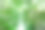 热带森林中一棵枝叶繁茂的树的底图。公园里的新鲜环境。夏天花园里的绿树给人提供氧气。生态学的概念。碳减排。植物的碳信用。图片下载