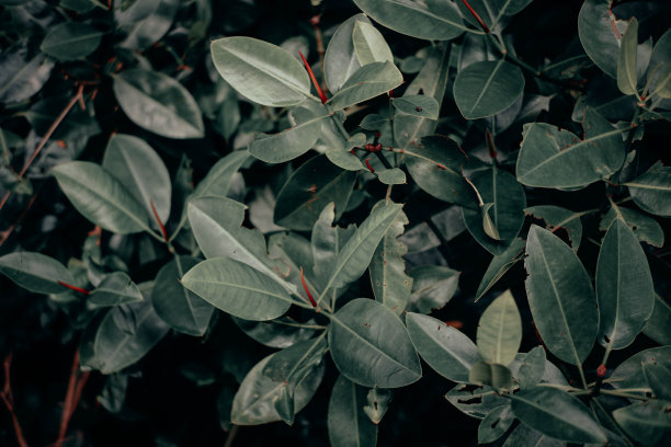 红树林树叶图片下载