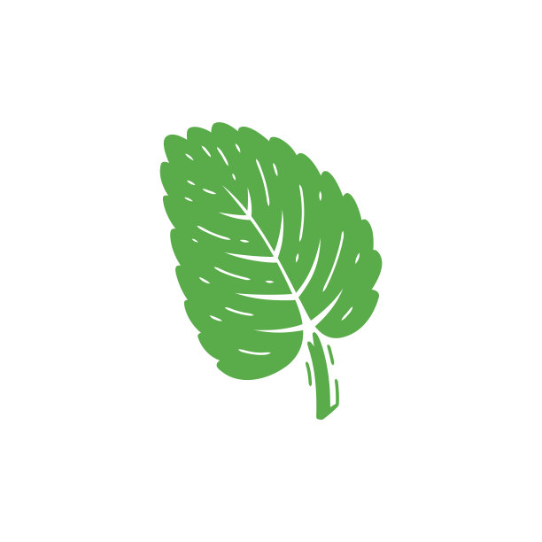 薄荷。新鲜薄荷绿叶图标。药用植物和辛辣草药。矢量插图。图片下载