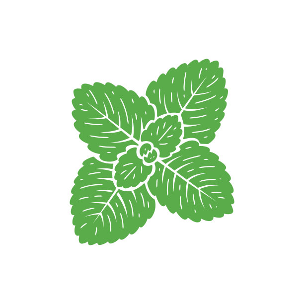 薄荷绿叶图标。新鲜薄荷叶。药用植物和辛辣草药。矢量插图。图片下载