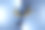 3D CGI数字凤凰图片下载
