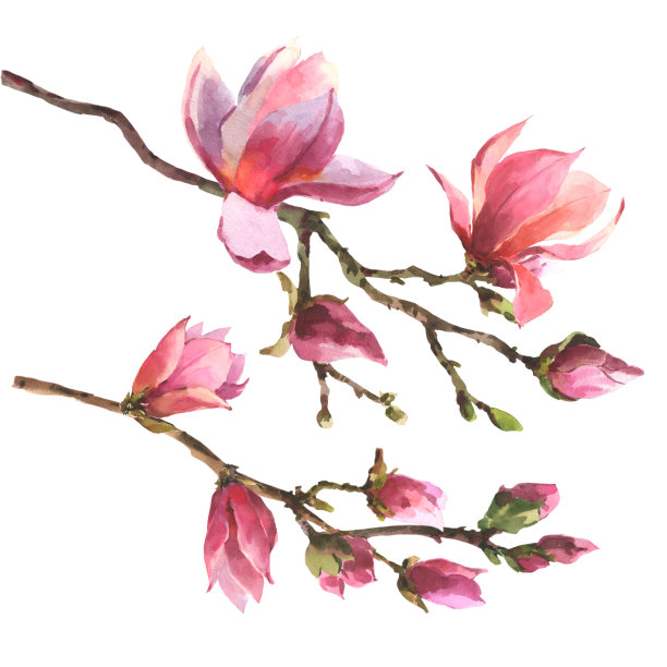 水彩画分支的粉红色玉兰孤立在一个白色的背景。婚礼卡片。生日贺卡。图片下载