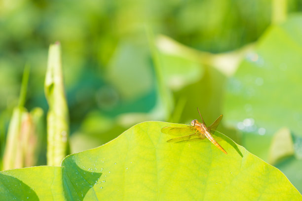 荷叶和蜻蜓图片下载