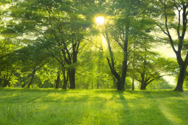 森林的阳光图片下载