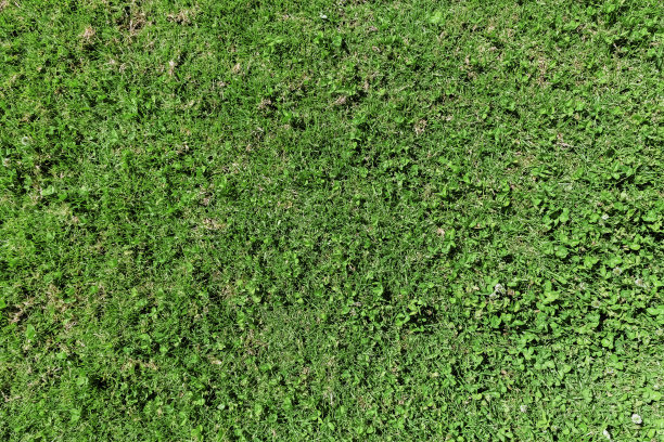 公园里明亮的绿草图片下载