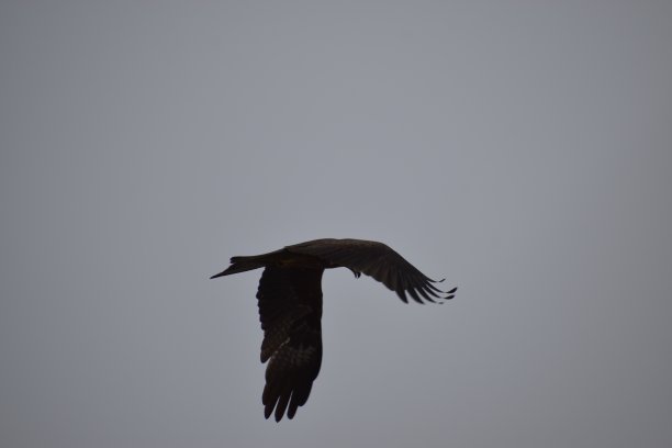 Eagle-Kite鸟图片下载