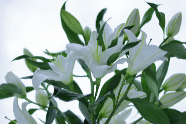 白百合花。白色的复活节百合花在花园里。图片下载
