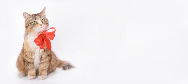 工作室拍摄的家猫与红色领结在浅色背景。图片下载