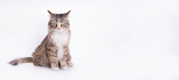 小猫在白色上的特写肖像。浅色背景的室内猫。图片下载