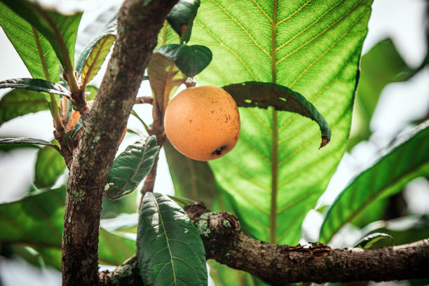 枇杷膏果实图片下载