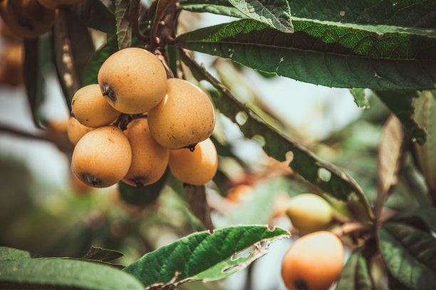 枇杷膏果实图片下载
