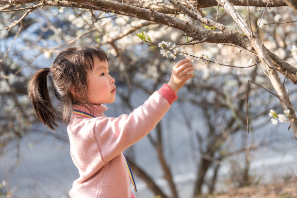 一个小女孩正在盛开的梅林里观察梅花图片下载