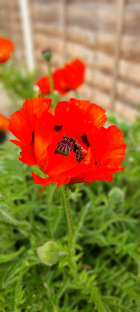 罂粟图片下载