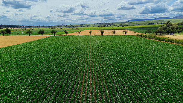 航拍的一个充满活力的绿色玉米田在法国伊古斯海姆图片下载