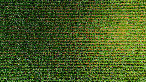 阳光明媚的一天，法国埃古斯海姆，一排排生机勃勃的绿色玉米正上方图片下载