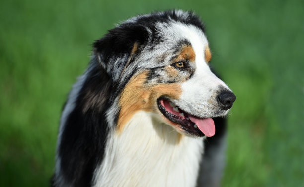 田野中的澳大利亚牧羊犬图片下载