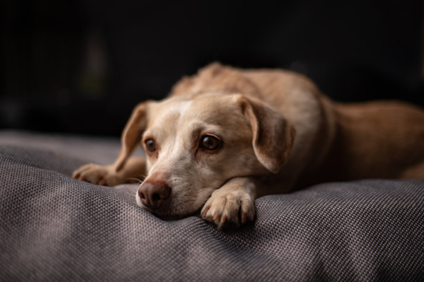 悲伤的黄狗躺在床上，头靠在爪子上图片下载