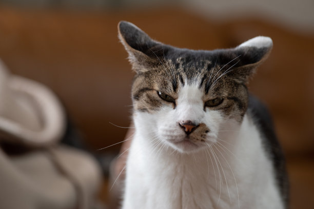 盯着猫图片下载