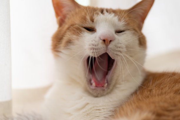 打哈欠的猫棕虎白图片下载