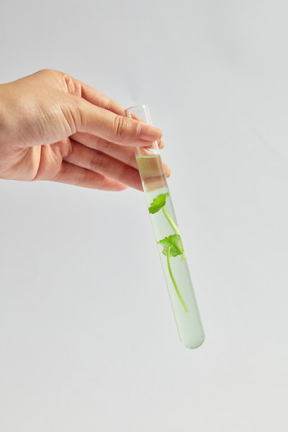 Gotu kola概念图片下载