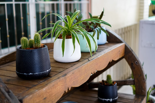 图为盆栽植物摆放在木制马车形状的架子上，这个架子不再用来装饰房子，是可重复使用的马车。图片下载