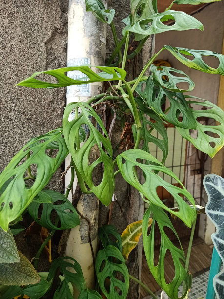斜叶蔓绿绒植物特写图片下载