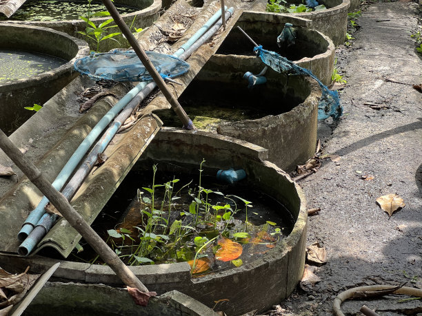 泰国乡下的斗鱼养殖场图片下载