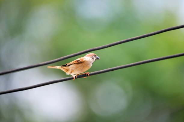 欧亚树雀(Passer montanus)是麻雀科的雀形目鸟类，有丰富的栗色冠和颈，每只纯白的脸颊上都有黑色斑块。两性的羽毛相似，雏鸟的羽毛更单调。图片下载