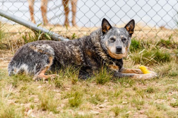 澳洲牧牛犬躺在草地上咀嚼食物图片下载