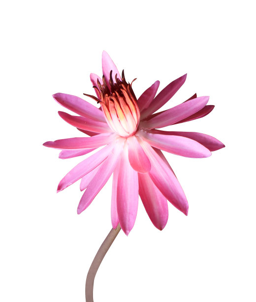 粉红色莲花或睡莲或睡莲花图片下载