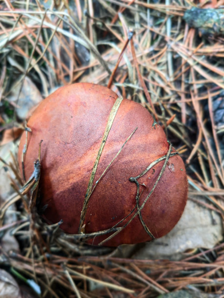 十月的年轻波兰蘑菇图片下载