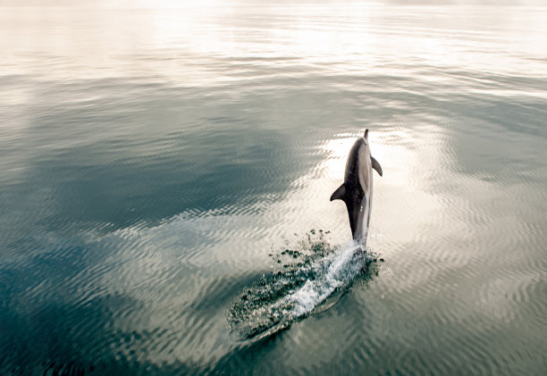 海豚跳图片下载