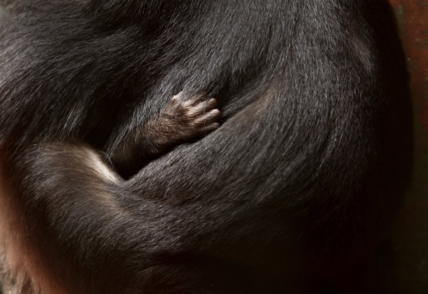 一只手图片下载