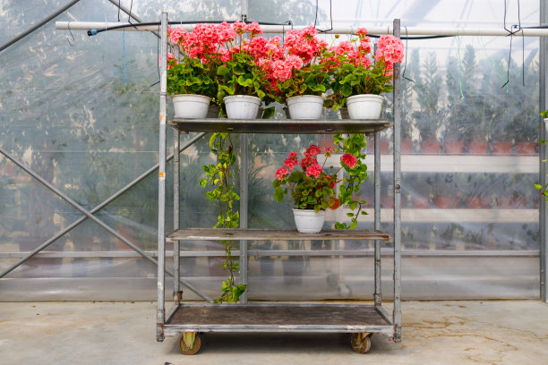 温室里有花盆的推车图片下载