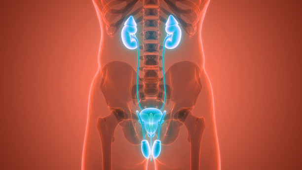 人类泌尿系统肾脏与膀胱解剖图片下载