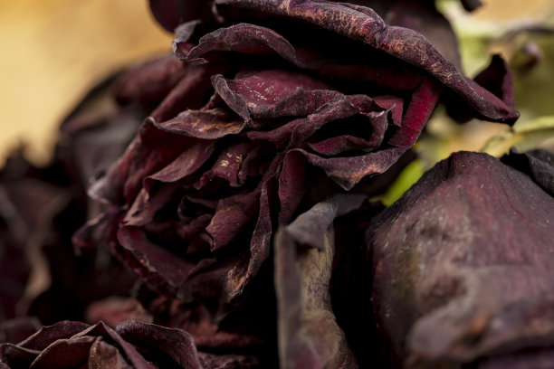 一朵干枯的玫瑰，上面有干花瓣上的碎屑图片下载