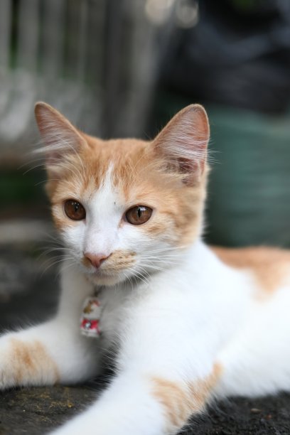 一只非常可爱可爱的橙色猫图片下载