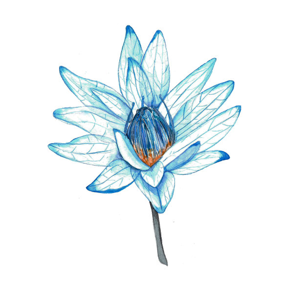 一套水彩插图。蓝蝴蝶，荷花，树叶，手。设计及明信片图片下载