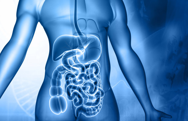 人体消化系统解剖学图片下载