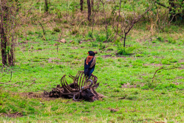 在坦桑尼亚的塞伦盖蒂国家公园里，Bateleur (Terathopius ecaudatus)栖息在角马骨架上图片下载
