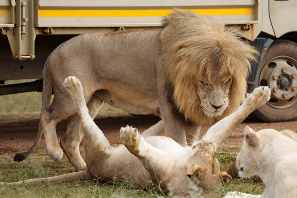 狮子和母狮互相爱抚，很可爱，很好玩，图片下载