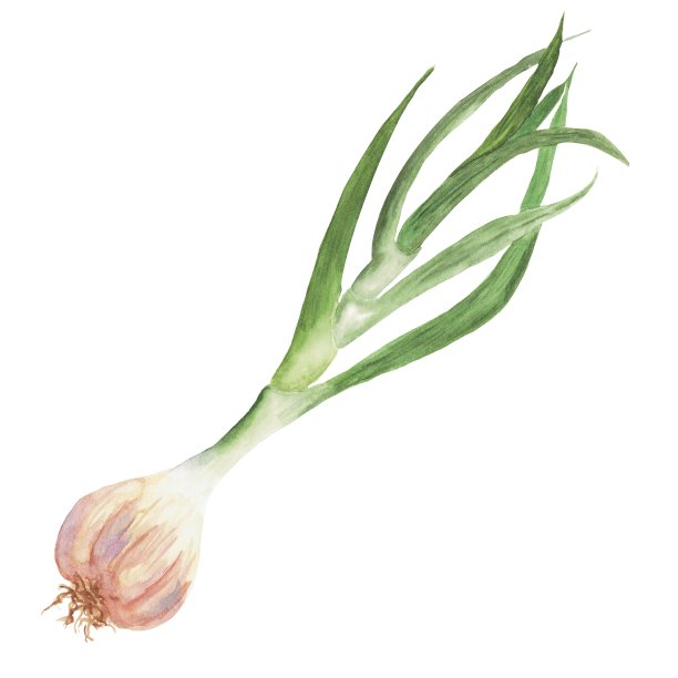 绿蒜水彩画图片下载