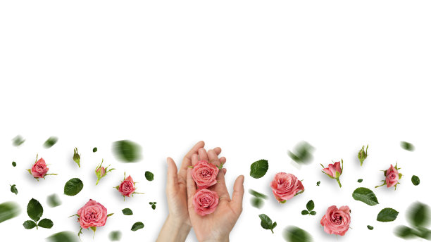 玫瑰花蕾在高加索模型的手和在白色的背景平躺视图图片下载