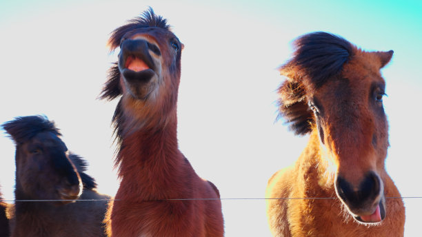 2023年3月，雷克雅未克附近的冰岛马图片下载